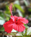 Dried Hibiscus Flower